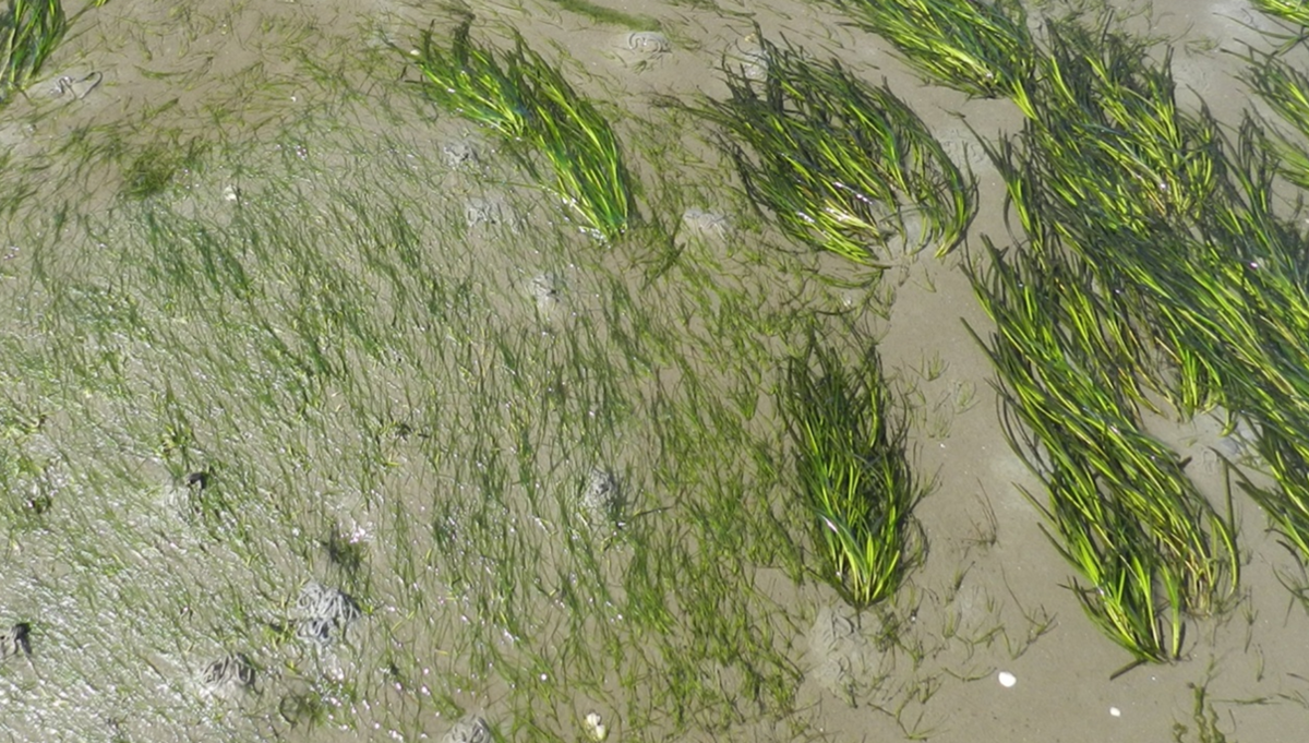 Seagrass Wadden Sea Quality Status Report